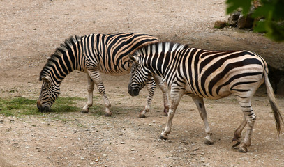 Fototapeta na wymiar Zwei Zebras fressen Gras