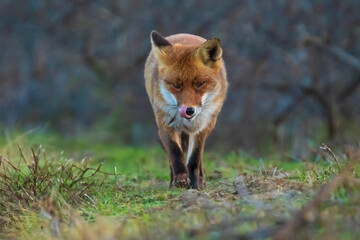 Wild red fox, vulpes vulpes,