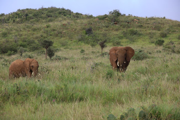 Naklejka na ściany i meble Elephant and Young Calf in Kenya, Africa
