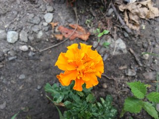 marigold flower closeup 