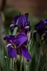 Purple colors of living irises