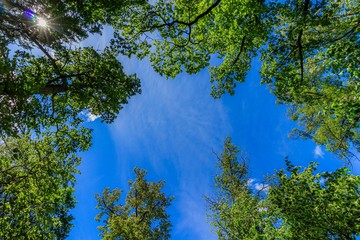 Frame green tree branches against the blue sky. Natural nature trees and blue sky. Copy space. Tree branch.