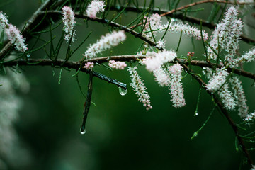Flowers on a branch