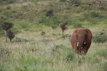 Lone Elephant in Kenya, Africa