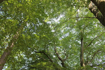 Im Wald