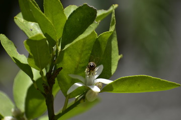 Abeja (Apis mellifera) posada en una flor de árbol de limón