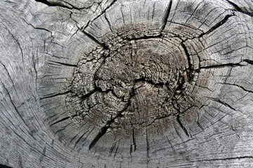 bois texture sec noeud fibre