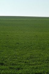 Obraz na płótnie Canvas Campo de cereal verde hasta el horizonte