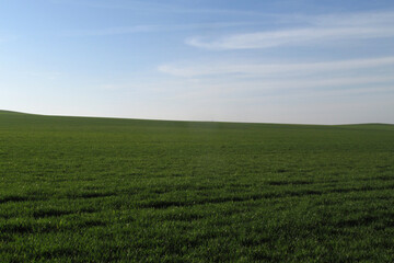 Fototapeta na wymiar Campo de cereal verde hasta el horizonte