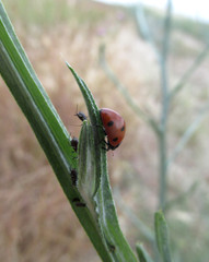 Mariquita sobre planta con pulgones