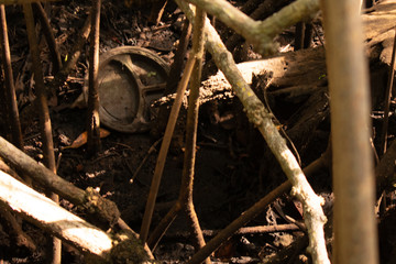 A Dirt Covered Paper Plate in a Swamp