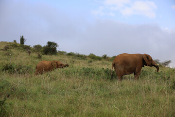 Baby Elephant Calf Following Mother in Kenya, Africa