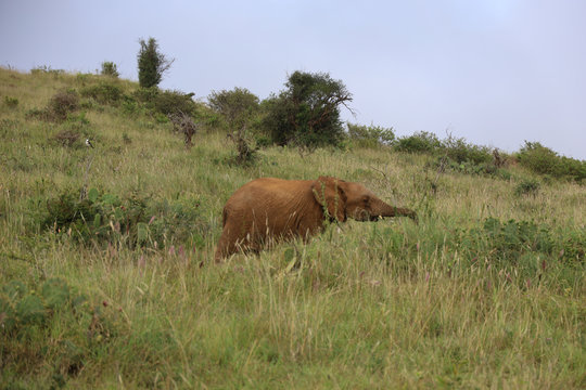 Baby Elephant Eating With Trunk Extended In Kenya, Africa