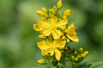 Close up of a Saint Johns wort (hypericum perforatum) plant in bloom