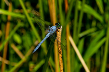 Close up isolated image of an adult male eastern pondhawk (Erythemis simplicicollis) dragonfly while standing on top of a wooden stick in a swamp.
