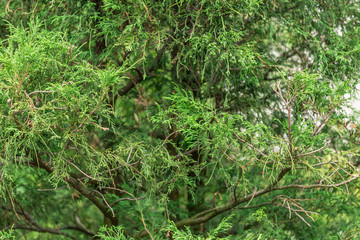 Fototapeta premium dense greens of juniper. natural hedge.