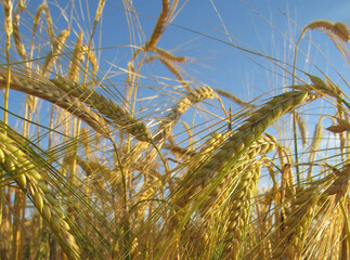 trigo, espiga, amarilla, verde, campa, agricultura, naturaleza,cosecha, chacras, verano, alimento, cereal, cielo, espigas, campo, campesina, pan