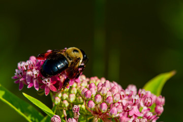 A close up image of a bumble bee pollinating an allium millenium ornamental onion flower. This hybrid flower has pink to purple color and blooms in summer.