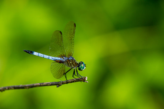 A close up isolated image of a vibrant blue dasher dragonfly (Pachydiplax longipennis) on a stick. This side view photo shows color gradients in wings and stripes on thorax.
