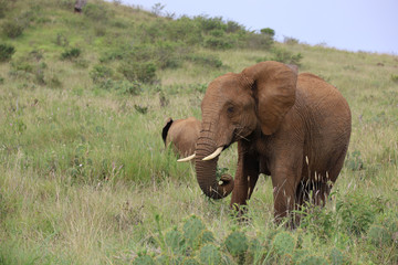 Large Bull Elephant in Kenya, Africa