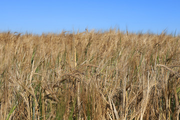 Ripe ears of yellow field of wheat on a background of blue sky.Close-up photo of nature .Concept of a rich harvest,