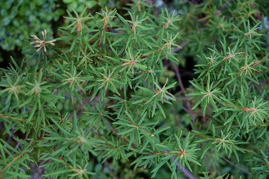 Rhododendron tomentosum - commonly known as marsh Labrador tea, northern Labrador tea or wild rosemary