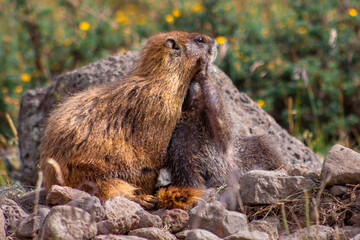 Two yellow-bellied marmots, a mother and her child, play among rocks in the Weminuche Wilderness near Creede, Colorado, USA