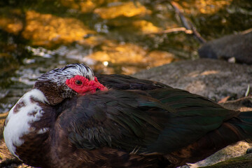 A Large Brown Muscovy Duck Resting in the Shade