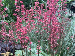 pink flowers in the garden