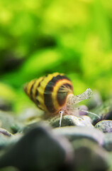 Macro shot of assassin snail in aquarium. Anentome helena.