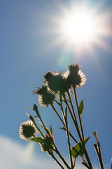 Greater burdock on the sunset. Arctium lappa.
