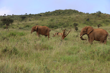Fototapeta na wymiar Elephants Walking with Young Calf in Kenya, Africa