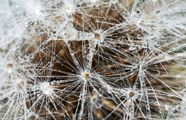 Macro shot of dandelion after the rain.