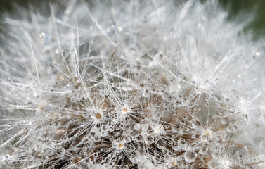 Macro shot of dandelion after the rain.