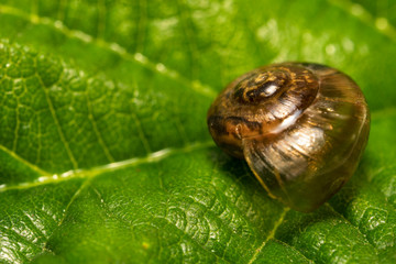 Macro shot of common snail. Helix pomatia.