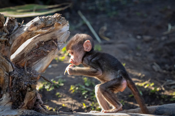 A baby Hamadryas Baboon playing outside on a fallen tree branch