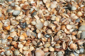 sea shells background