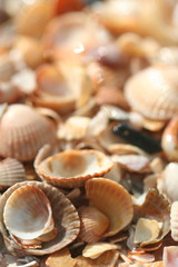 seashells on the beach