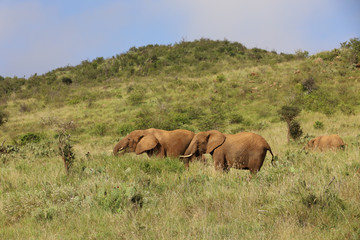 Herd of Elephants in Kenya, Africa