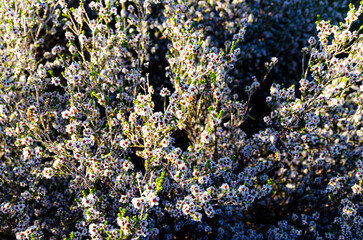 Australian Flowers in the Outback