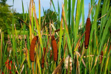 Close up isolated image of  bulrush plants by a pond. These wild plants grow near water and have cylindrical inflorescence type brown flowers which are characteristics for them,. © Grandbrothers