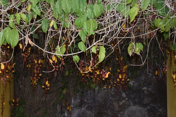 mysone flowers hanging on hotel in Brazil