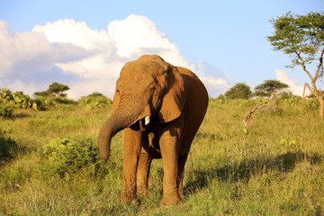 Naklejka na ściany i meble Close Up of Elephant in Kenya, Africa