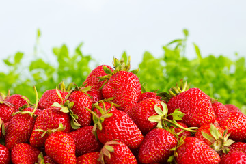 Ripe strawberries ready for eating in wooden boxes. Red ripe strawberries closeup. Selective focus. You can use as the background for any of Your project.