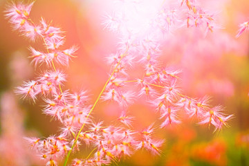 pink grass flowers background