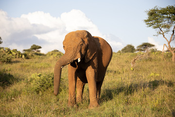 Obraz premium Close Up of Elephant in Kenya, Africa