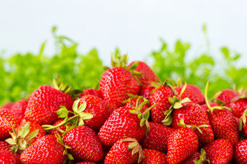 Ripe strawberries ready for eating in wooden boxes. Red ripe strawberries closeup. Selective focus. You can use as the background for any of Your project.