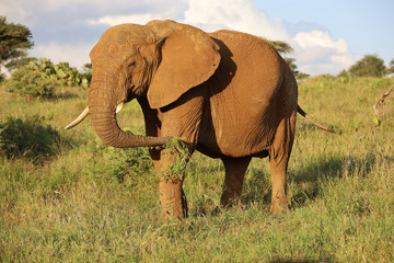 Fototapeta na wymiar Close Up Photo of Elephant Eating Grass in Kenya, Africa