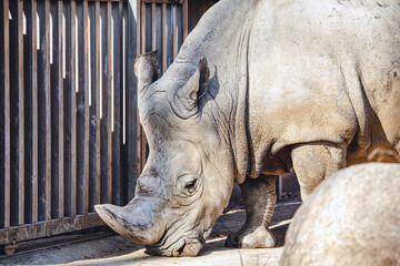 Obraz premium Male Of White Rhinoceros in the zoo