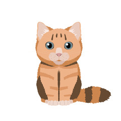 Vector illustration of red british shorthair cat isolated on white background